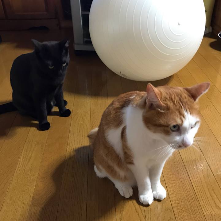 956b8bdd b7c3 4022 b8d4 0af862d5b02a 1596016955388