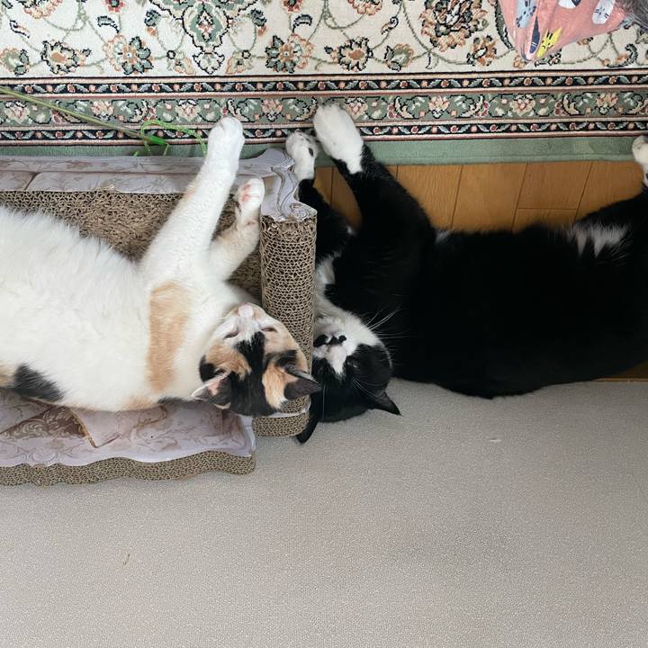 956ef434 e8ba 4bce 9ebe a2dfe146fe54 1691966127120