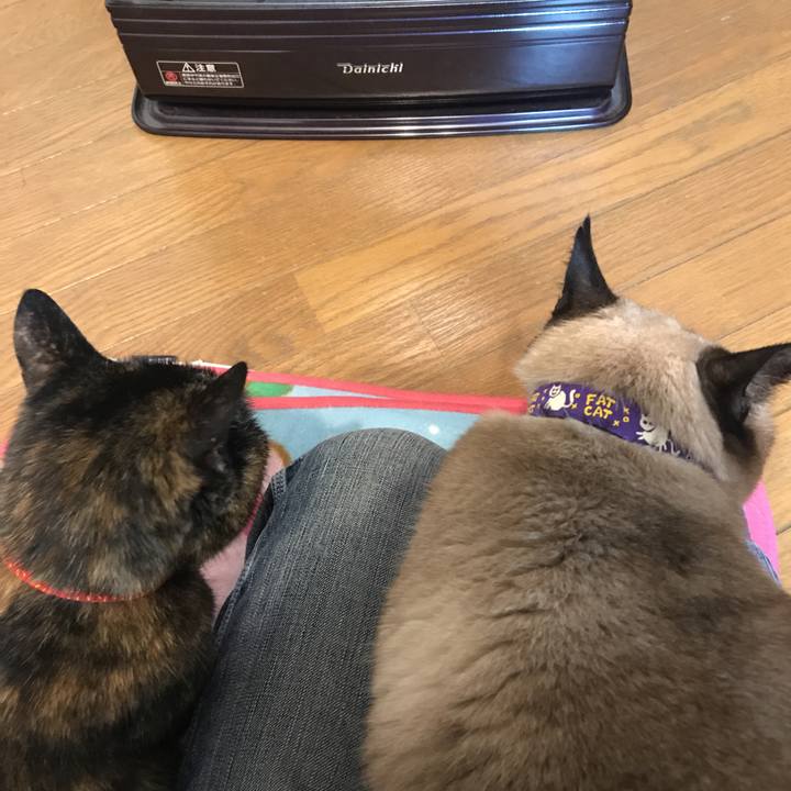 956f3202 9897 4df9 8f26 bed374663d28 1542967234681