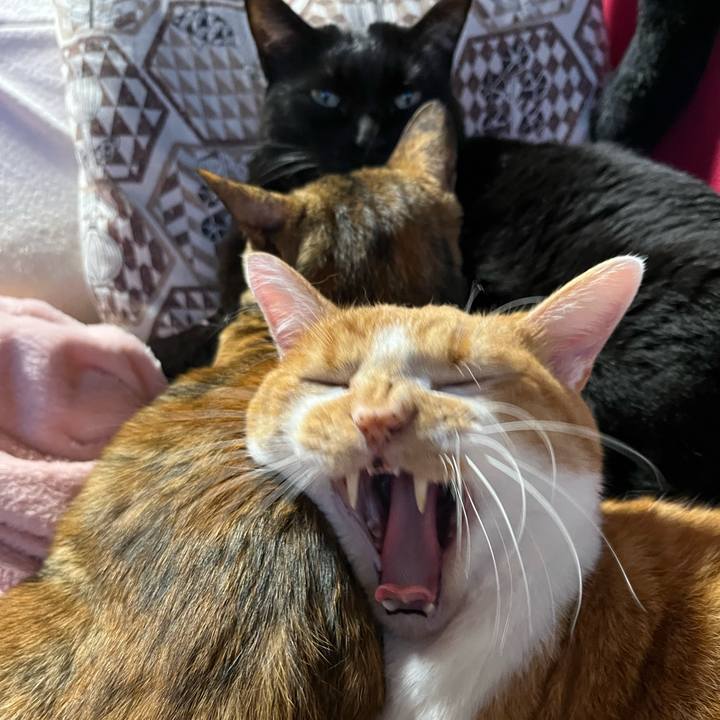 95744798 4787 4be4 9243 2af5aaf4d426 1762612139124