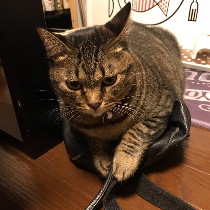 957dc63d 0c8c 4381 9eca 772ad95247ac 1539347441627