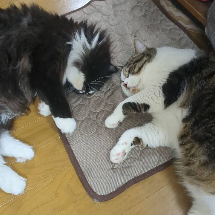 957e1ee6 365a 45c5 9c4b c74dcf1a39c2 1753962116583