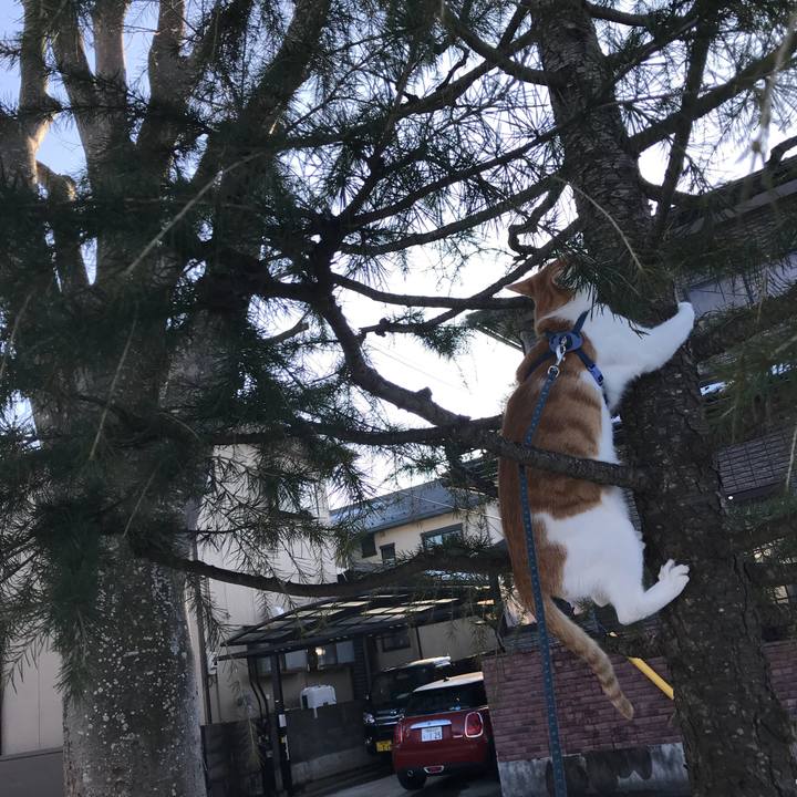 9584e2a2 2344 43ec 9f3d bd61c52a6bc6 1517641826404