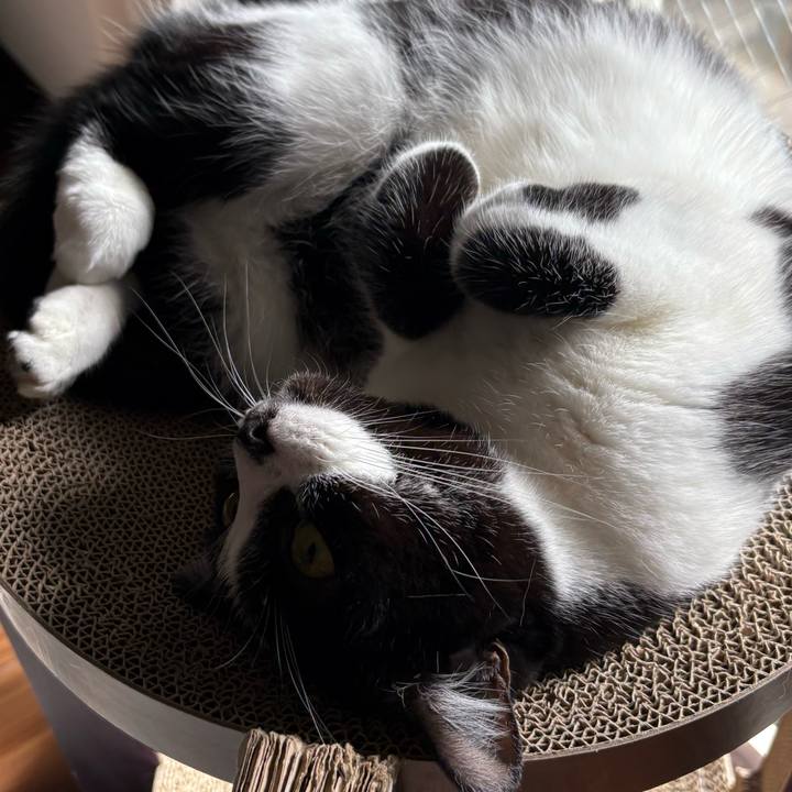 9585ce9f 124c 4d37 a6b4 acd1b210721f 1762917263392