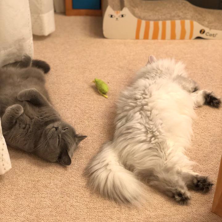 95871c0b 0fbb 4a6e 84f8 982377bde22d 1543194458795