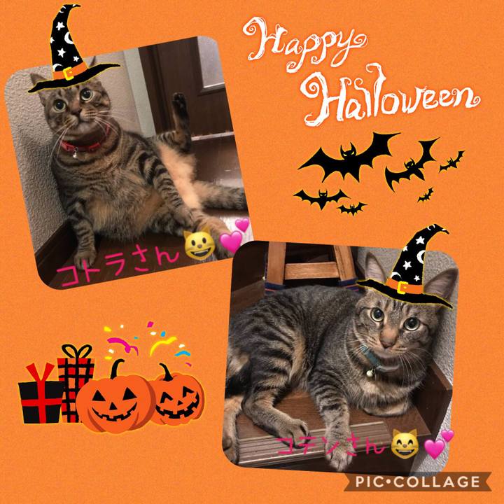 95880ca3 05e7 42f6 aa0c 6a4d8e6f4f20 1572278652780