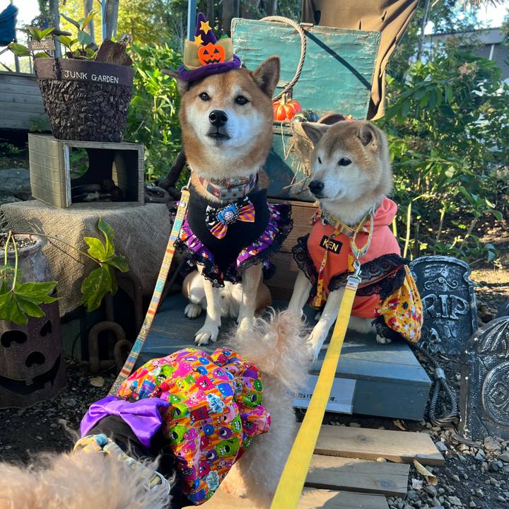 958a7da3 c644 40e1 a1d4 dc8b4a42823d 1667212404469