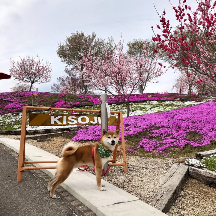 958c010d de77 4399 9e09 fd265992f215 1522920068283