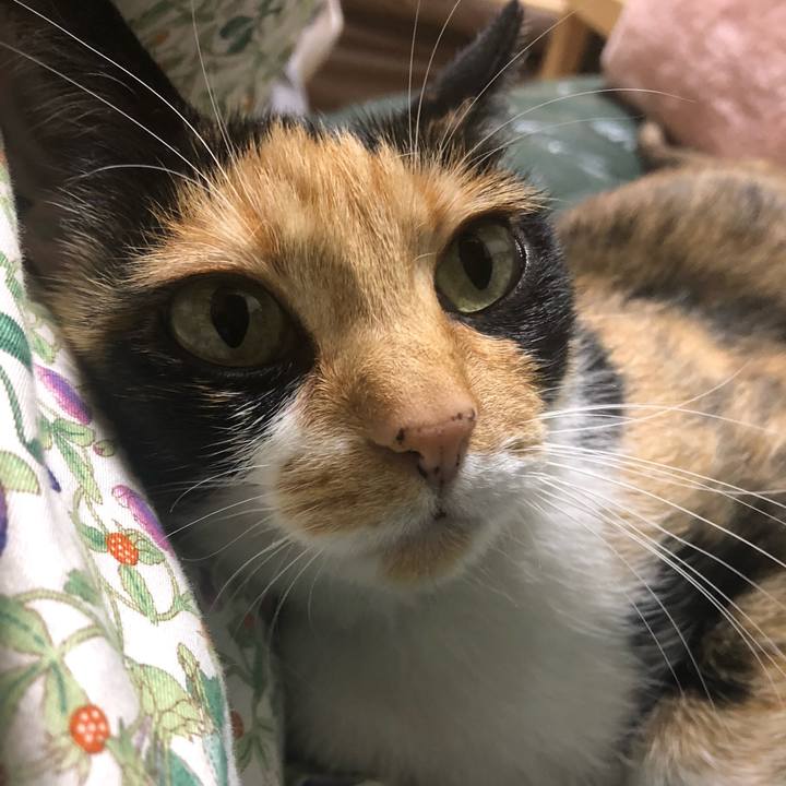 958c01bb afdc 404a 9f3a 9bf07bf4a458 1589972787267