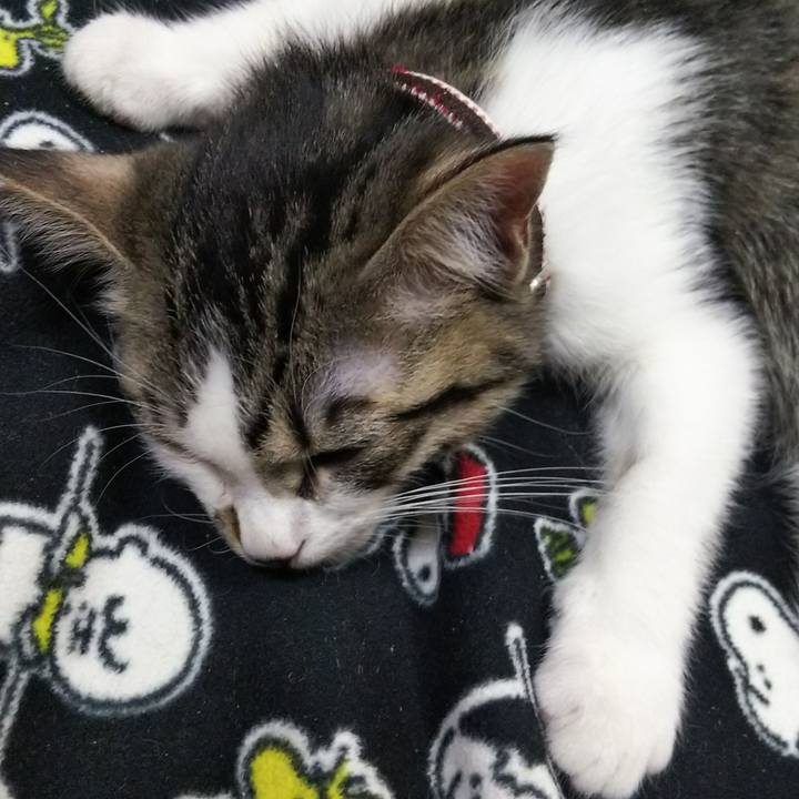 958ca66b dd82 4e1c a241 68e98e7dfd1c 1609759458397