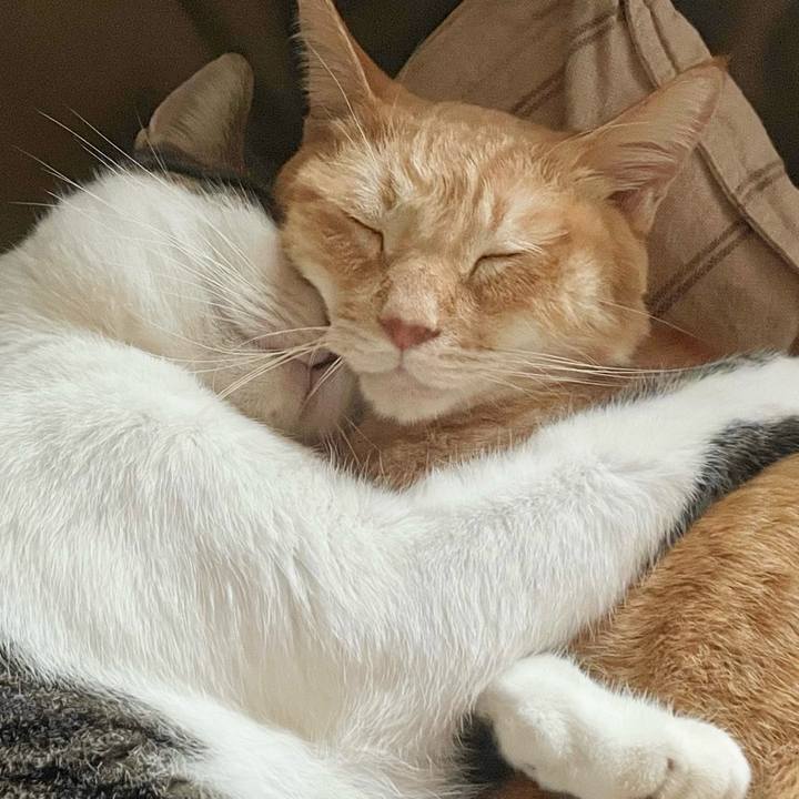 958eb01a 459c 4855 8f8c 151e2823d441 1765924023815