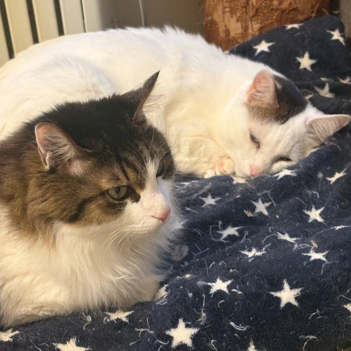 9590769b 1ace 4af3 97cd 9d307f971d0f 1741308997632