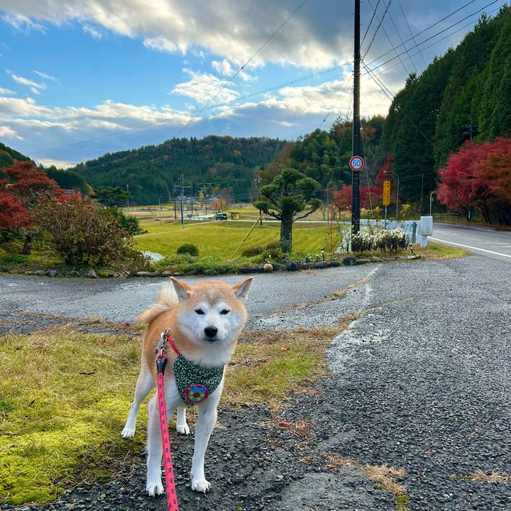 95933d9b 3edc 4557 ae7c 8d6b4cf60e5f 1732875967194