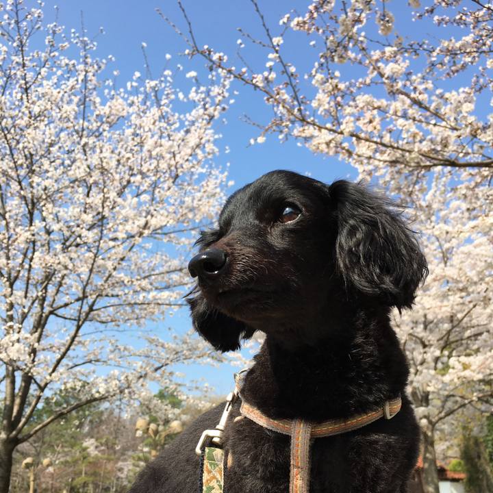 9597c81a c541 45a3 9667 820c73f639fc 1522115141643