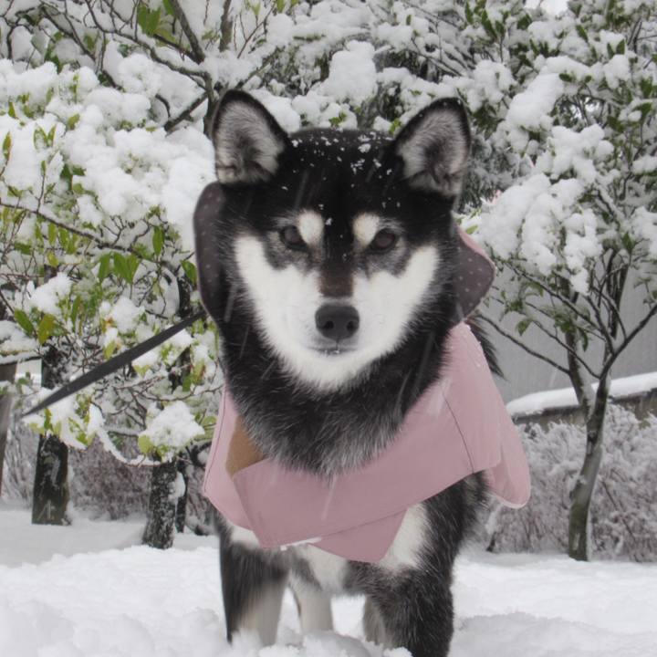 95980e2c 6721 49d1 81d5 5c5304debd5f 1671415922318