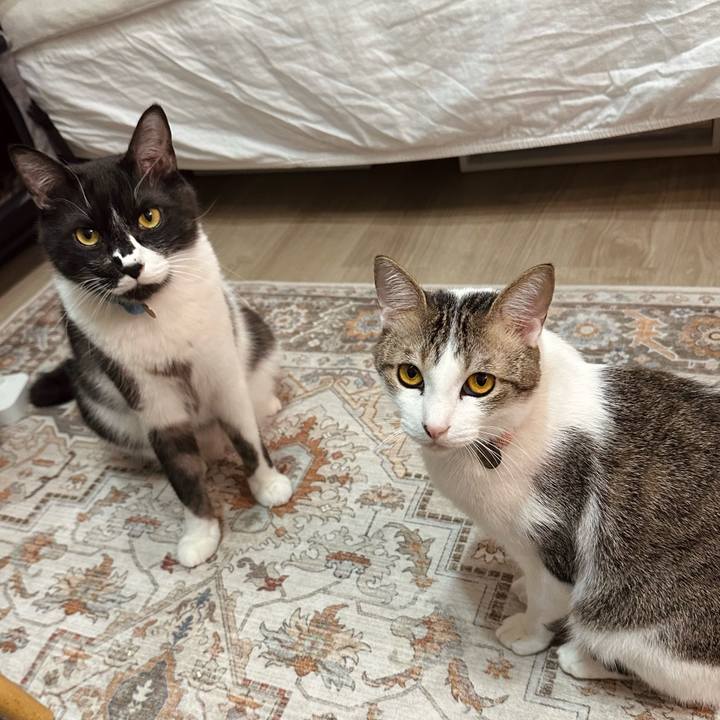 95990b45 5f8e 416c b719 c4d6ac6677fd 1773913465305