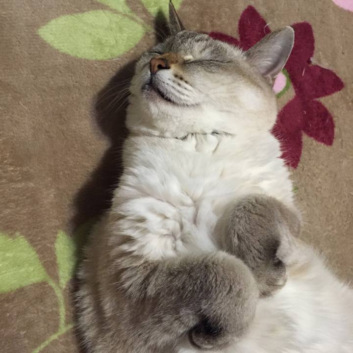 959a75fd e380 458b b85b f3b518499793 1541416244378