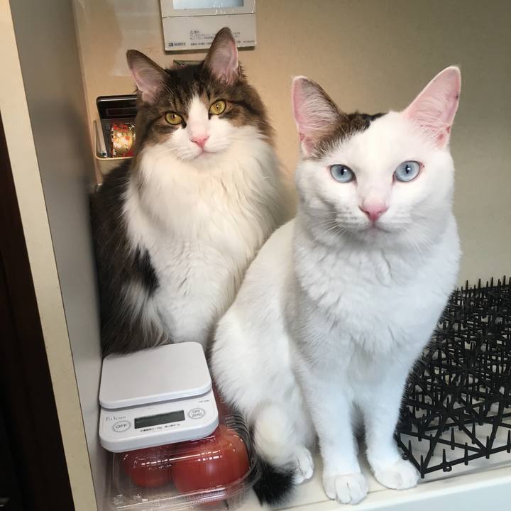 959dec3e 456f 4ed1 9a26 7af62d003313 1564787258696