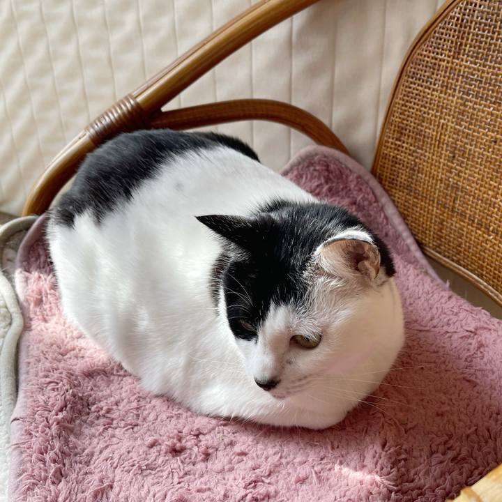 959f10f4 b729 4be6 8f92 9d3060ad51ad 1767148212274