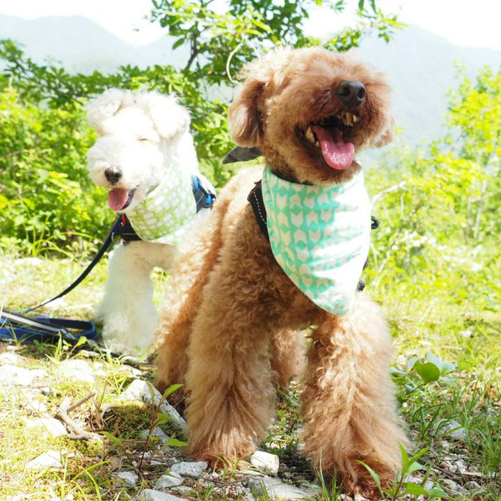 95a0366a eb04 4c57 9337 20e162c46ad8 1527692696167