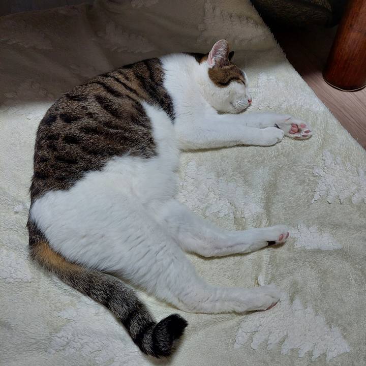 95a0866b b401 4c22 aa87 8fe72c792c34 1739359764455