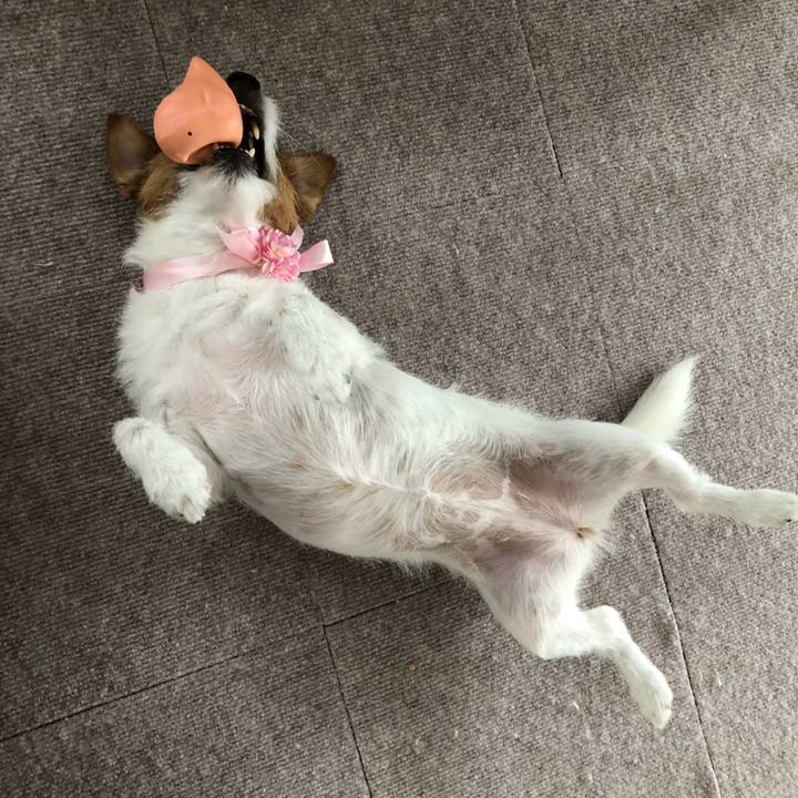 95a08ce6 0b26 4a41 8825 bdd8f5e5d87d 1535866131920