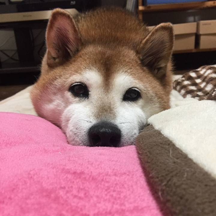 95a1266a cc16 47e4 8fa0 a253b4f1fa3e 1541845855083