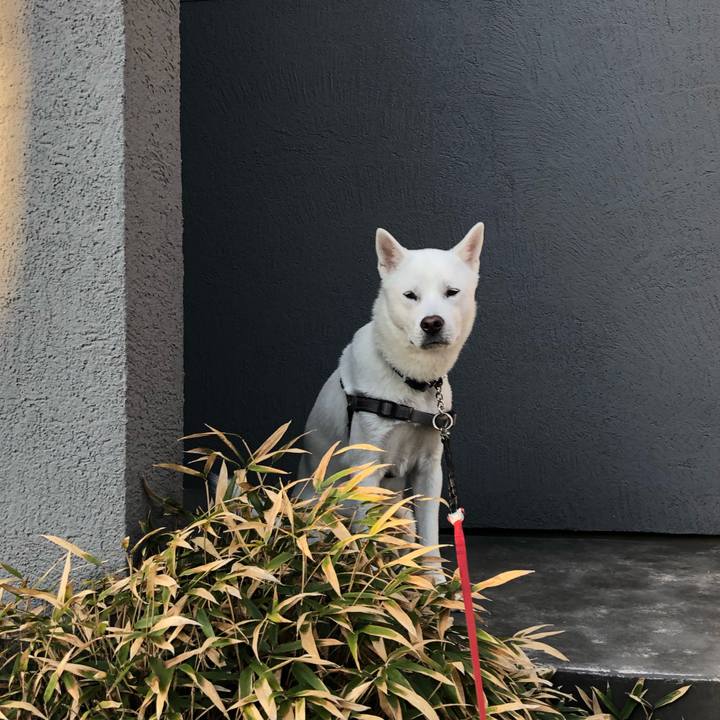 95a1d11d 44a4 42df 97af 4913bab2c818 1552090302301