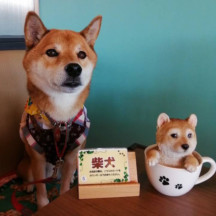 95a23057 1b5d 4862 a719 f814cd63ecc4 1605349062950