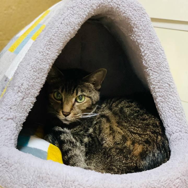 95a37d38 df04 4889 8e4e 39e6d7a01327 1606785828992