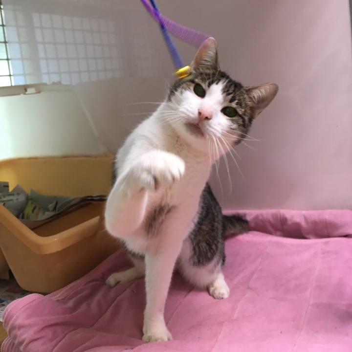 95a443d0 29b1 4861 a25a 1b81709f5019 1509441231995