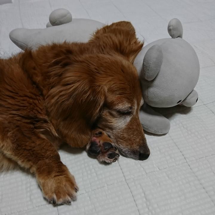 95a56766 d009 4af0 ba36 a3404c06733d 1575484064216