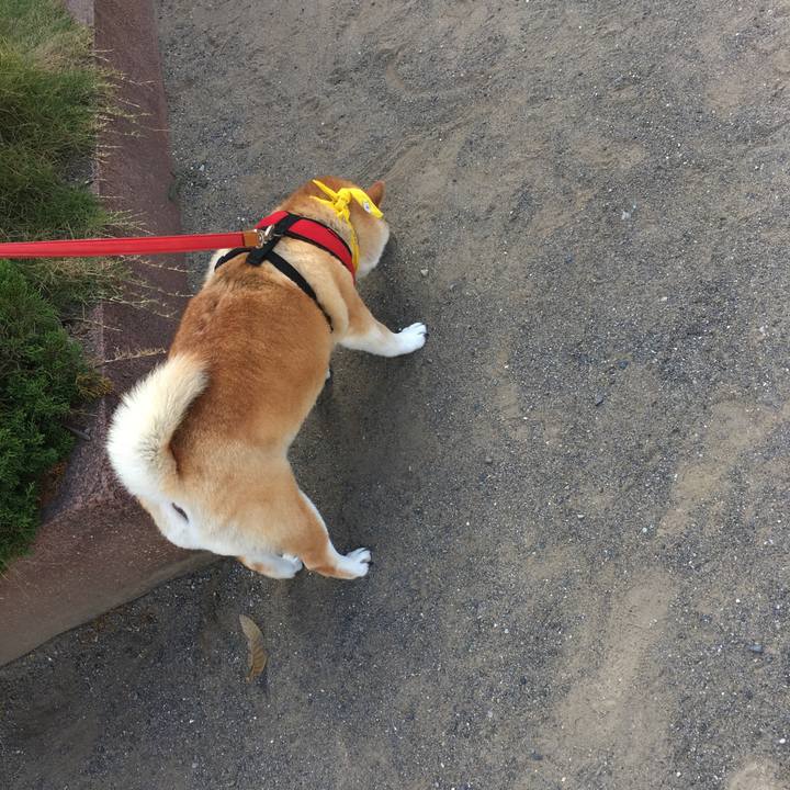 95a93ced 427d 4391 a68b 1a4db56d477a 1599784961003