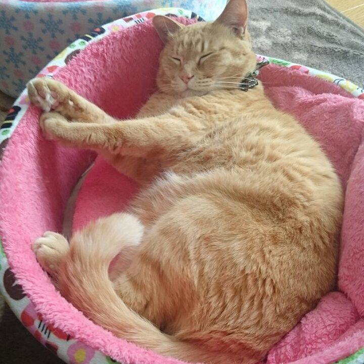 95ad1d78 37b7 484a 834a cc56e8840867 1524237043612