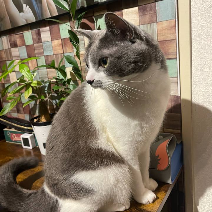 95ad4c8d a324 4e4b 81e5 aa694e60836f 1732185554626