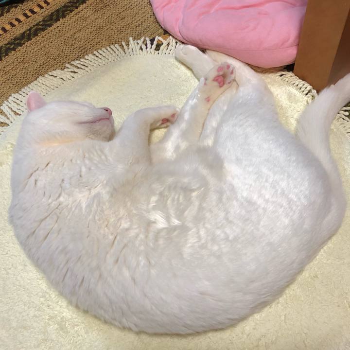 95af23f7 65bd 43d4 beaf ac958cf867f9 1611573568101