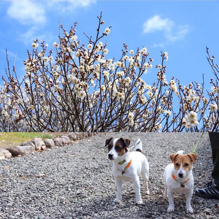 95af69a9 8f30 48a1 9c0a 2f4fec92fce1 1550378505268