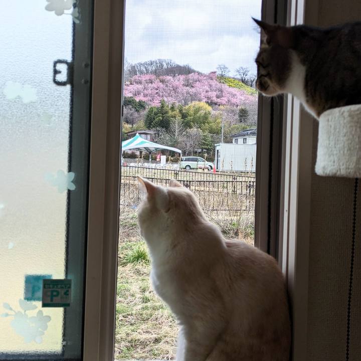 95afed75 dcd1 4f87 9ca2 fea1d3da64bc 1711755000521