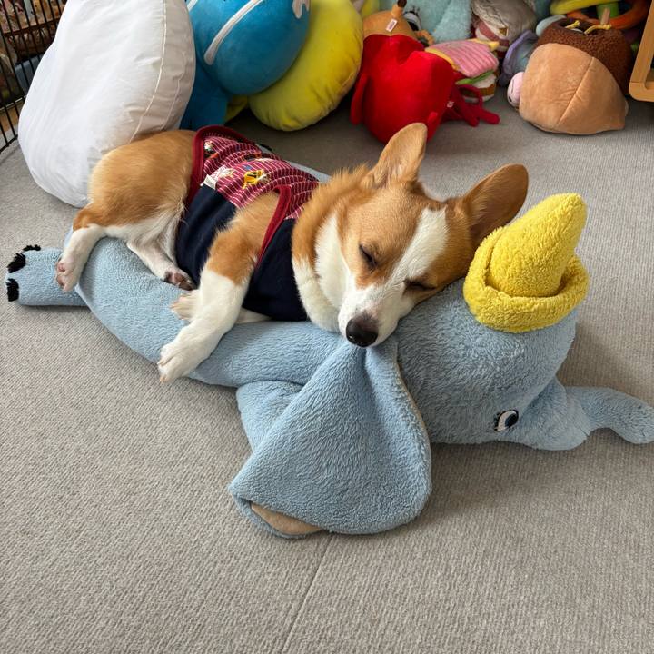 95b0f25f 2db2 42c5 bd92 700e9d718ae7 1762747834052