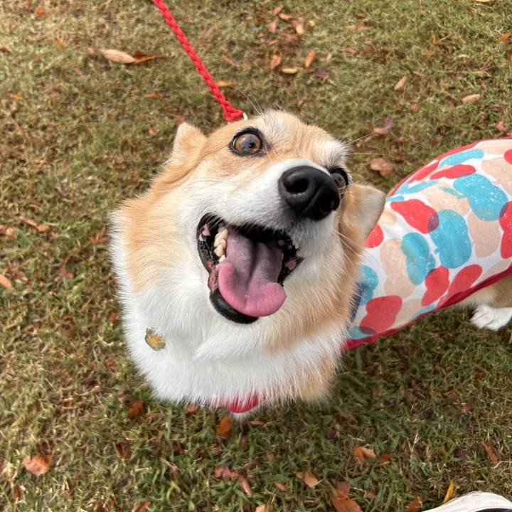 95b135c7 2e3a 4f3f 80c2 30d63c924f27 1762694230481