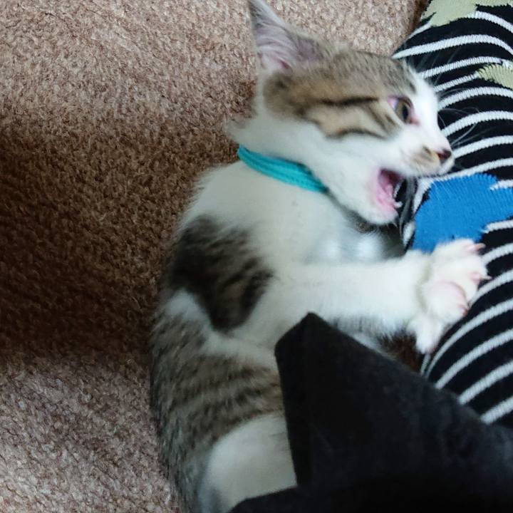 95b25d57 28c4 429a 9eee 32d5b4f19065 1540164752029