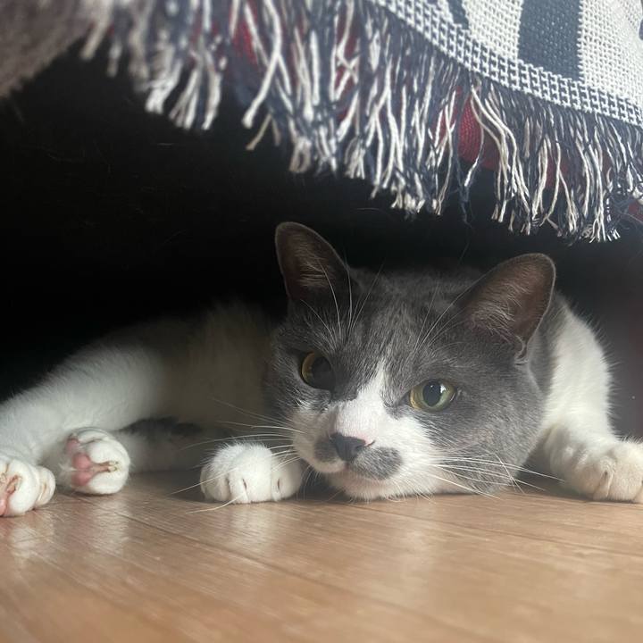 95b3833a e5f9 4568 a4f5 28ffee0bfd80 1688643211328