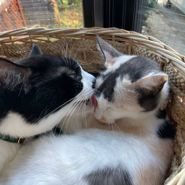 95b58a63 3268 46f6 b9c6 d05ef0b03ca6 1731904396653