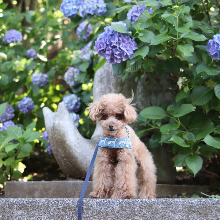 95b681c0 c460 44fa a34b 92d957e27b0d 1591537826738