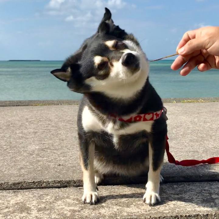 95bb5998 4550 44b1 a228 9669b0047984 1538527861371