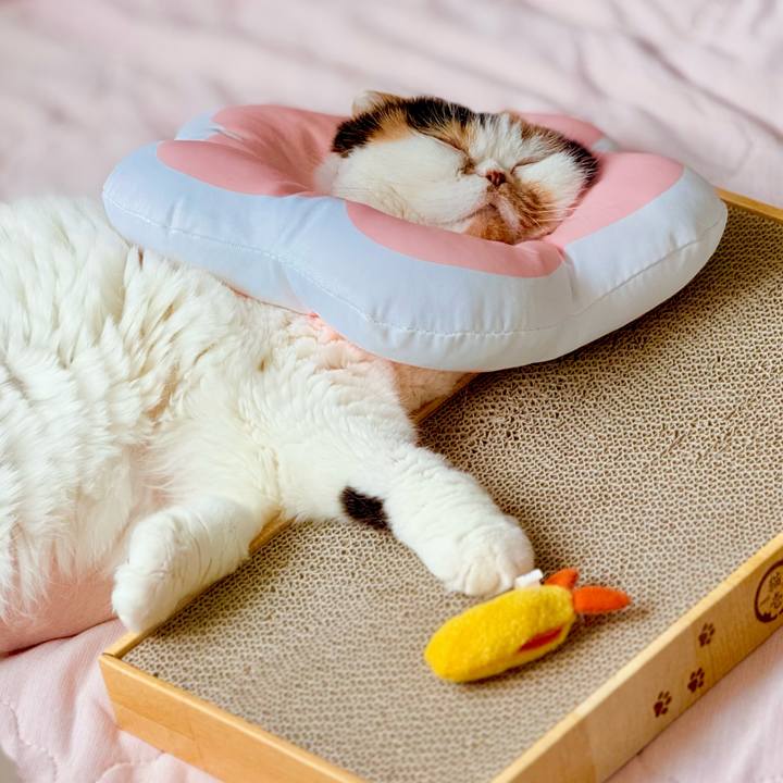 95bd32b1 0cd3 4416 bb0f 826e1d23bb7b 1738890684753