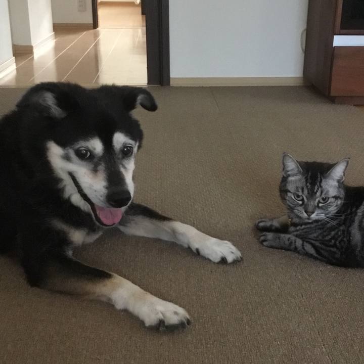 95bf8dc8 266e 468c b98e 11d51218d749 1763292502798