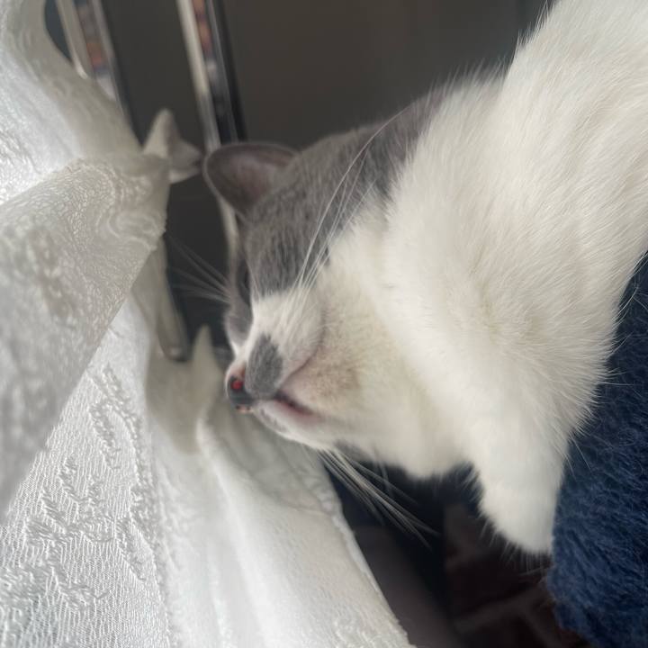 95c03769 602c 438d a432 632b8bb9a953 1685486959681