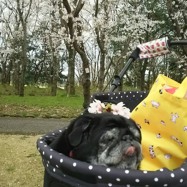 95c0cfd8 67a5 4b51 8bfc aaa32df7b29a 1523806065311