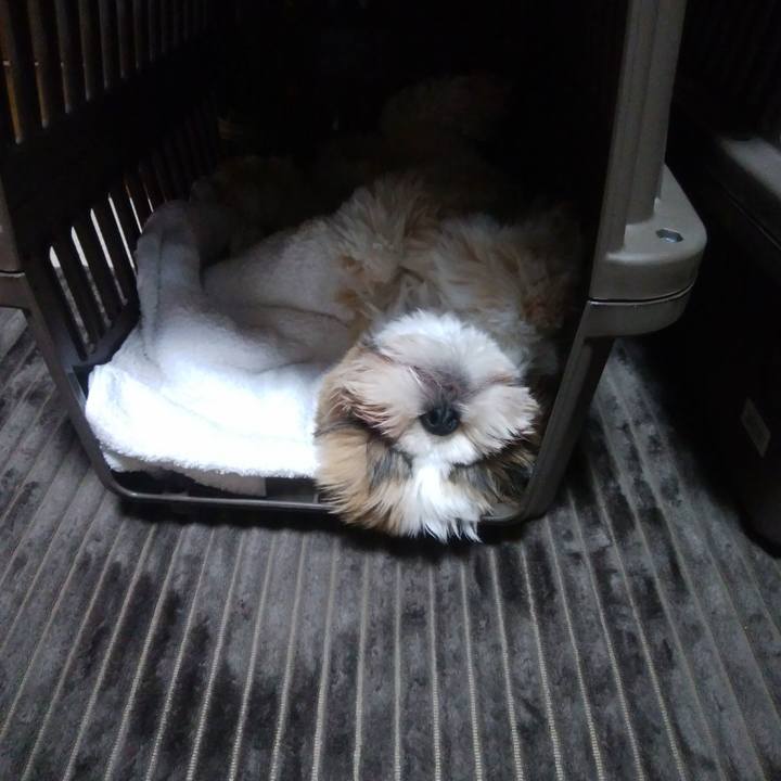 95c3d93e f982 4d44 89f9 f7a75af120ea 1544265575500